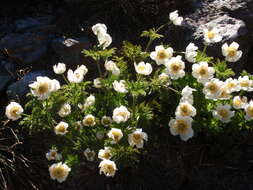 Image of white pasqueflower