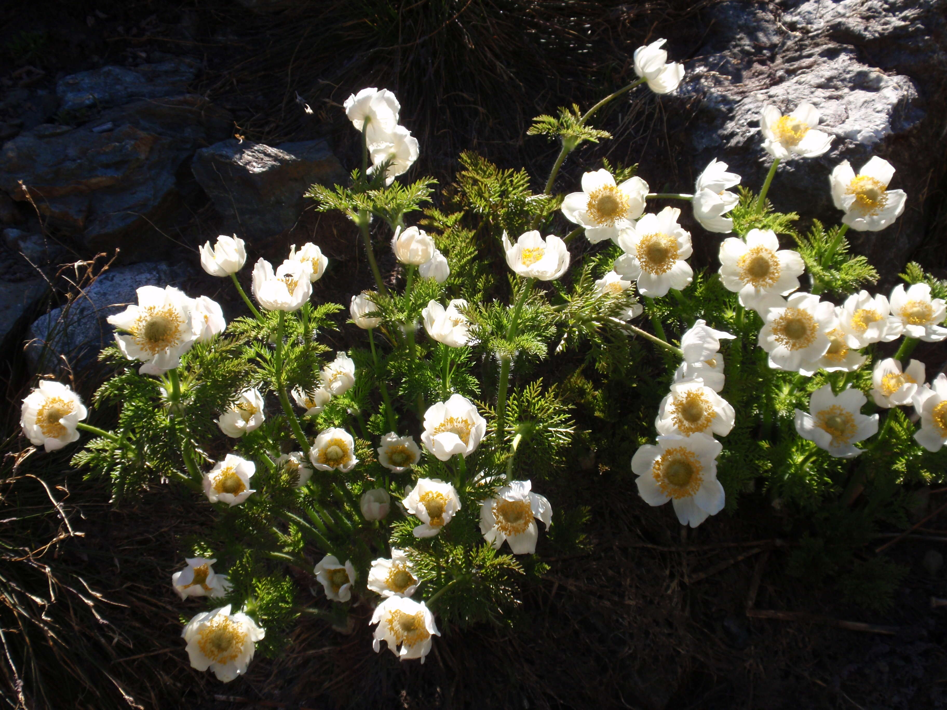 Image of white pasqueflower