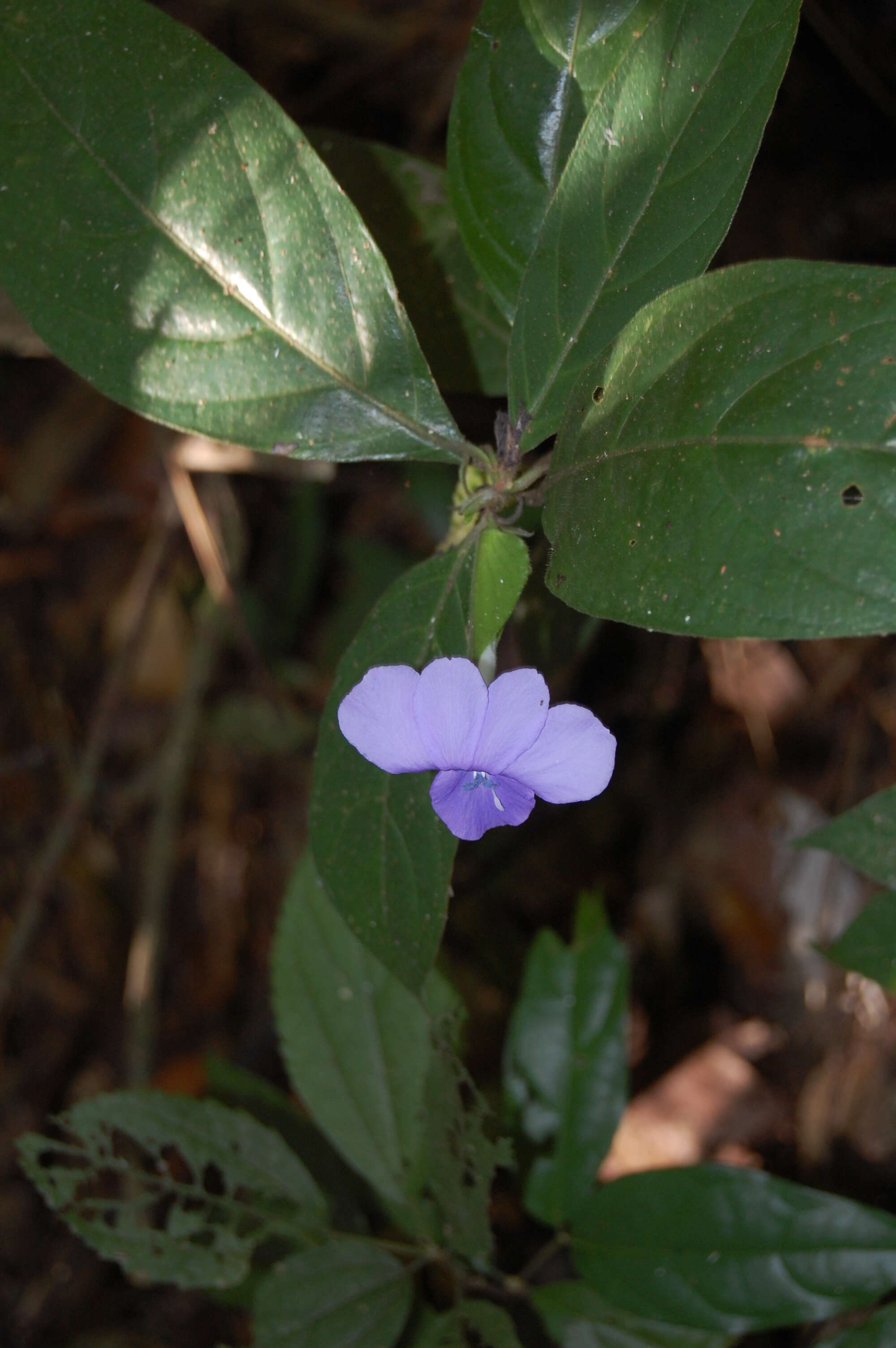 Imagem de Barleria strigosa Willd.