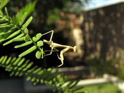 Image of Chinese mantis