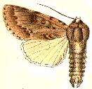 Image of Fingered Dagger Moth