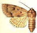 Image of Fingered Dagger Moth