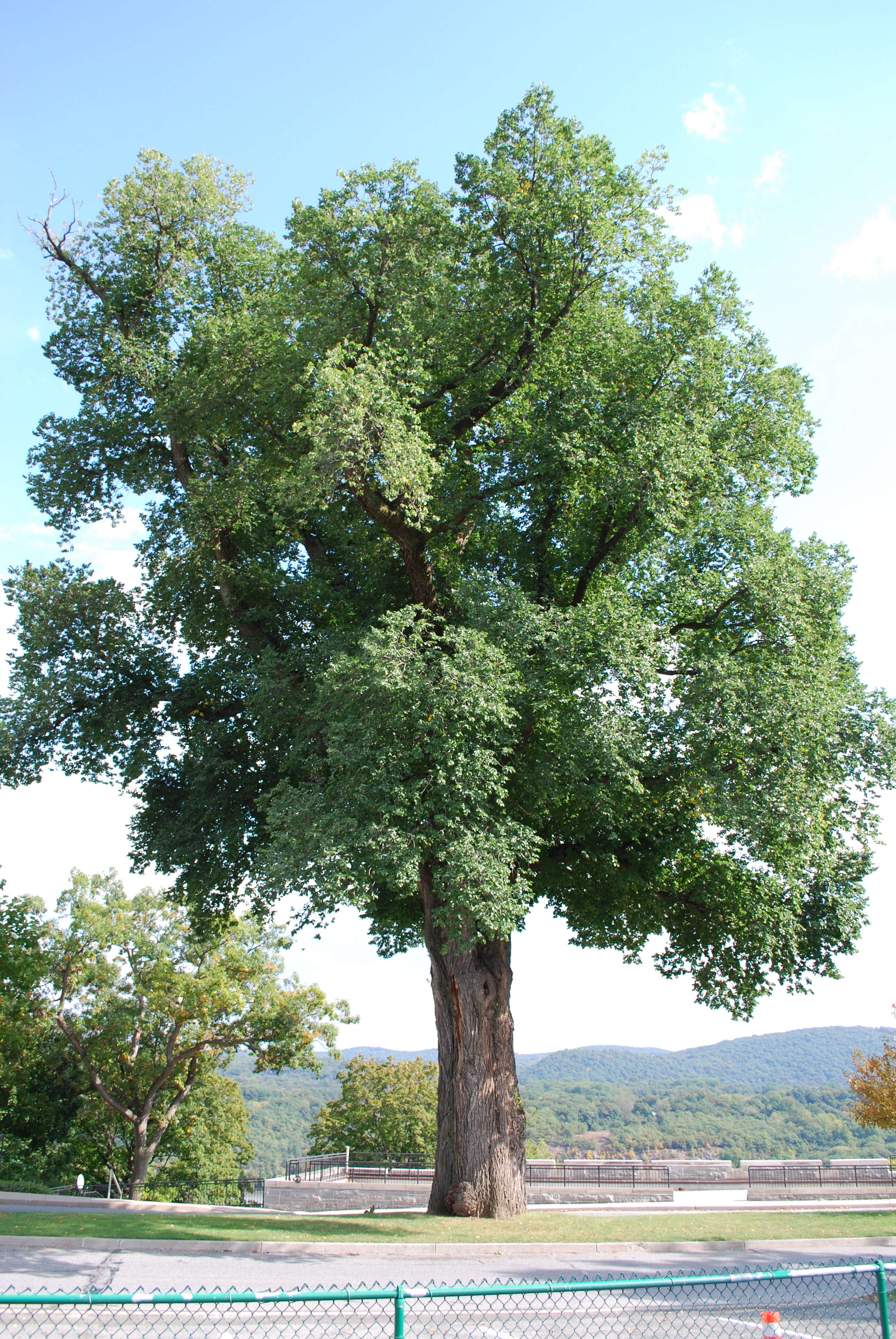 Ulmus procera Salisb.的圖片