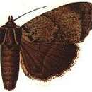 Image of Orthogonia grisea Leech 1900