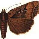Image of Orthogonia plumbinotata Hampson 1908