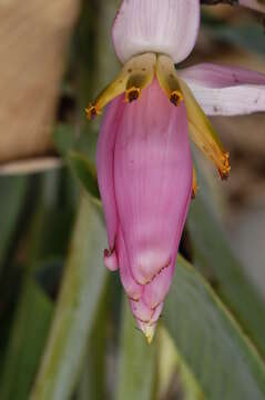 Image of Musa ornata Roxb.