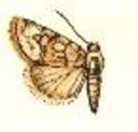 Image of Oncocnemis sectilis Smith 1894