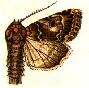 Image of Spodoptera umbraculata Walker 1858