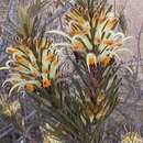 Sivun Adenanthos detmoldii F. Müll. kuva