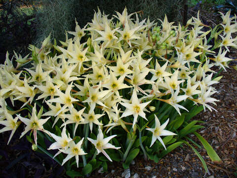 Image of Hippeastrum evansiae (Traub & I. S. Nelson) H. E. Moore