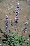 Imagem de Lupinus havardii S. Watson