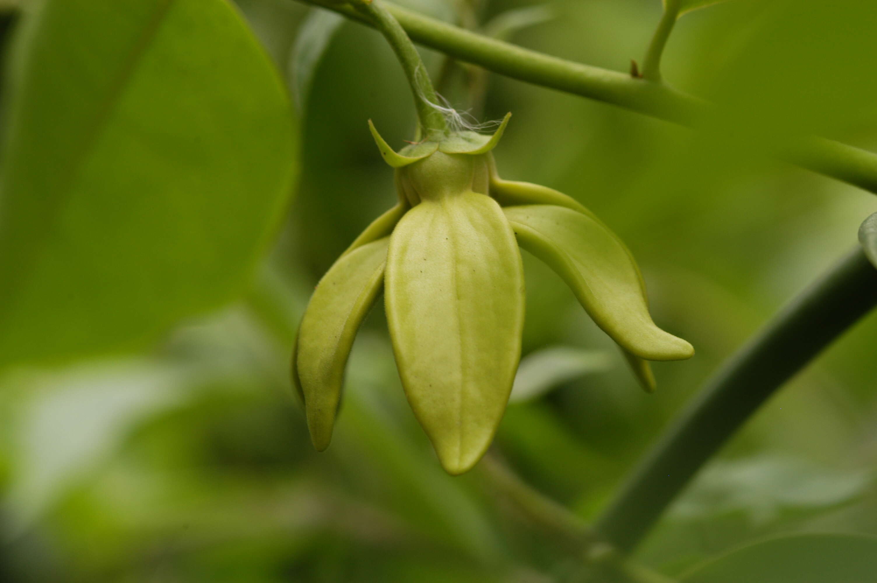 Image of climbing ilang-ilang