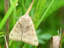 Image of Clover Looper, Range Grass-moth