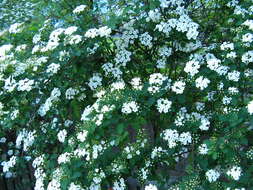 صورة Spiraea prunifolia Sieb. & Zucc.