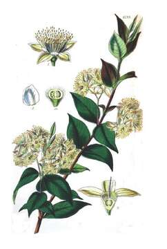 Image of Backhousia myrtifolia Hook. & Harv.