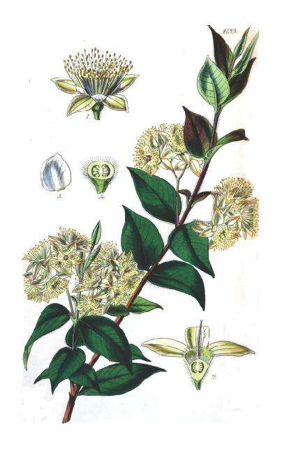 صورة Backhousia myrtifolia Hook. & Harv.