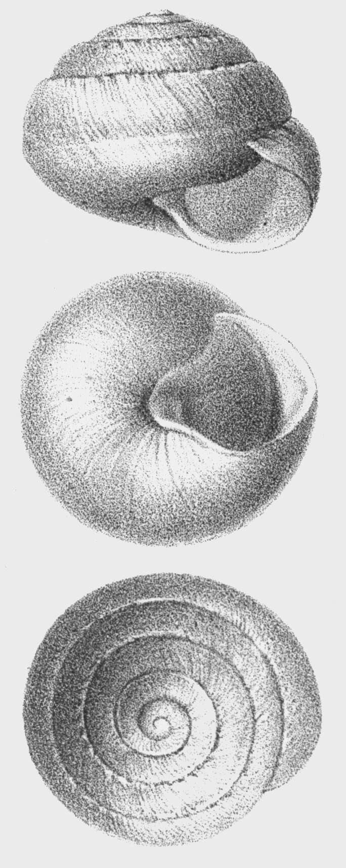Image of Sphincterochila baetica (Rossmässler 1854)