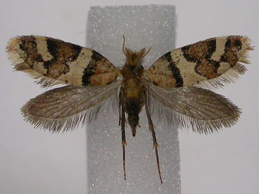 Image of Sabatinca lucilia Clarke 1920