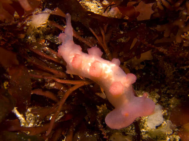 Image of Cowled nudibranch