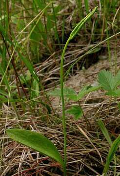 Image of adder's-tongue