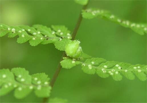 Imagem de Cystopteris bulbifera (L.) Bernh.