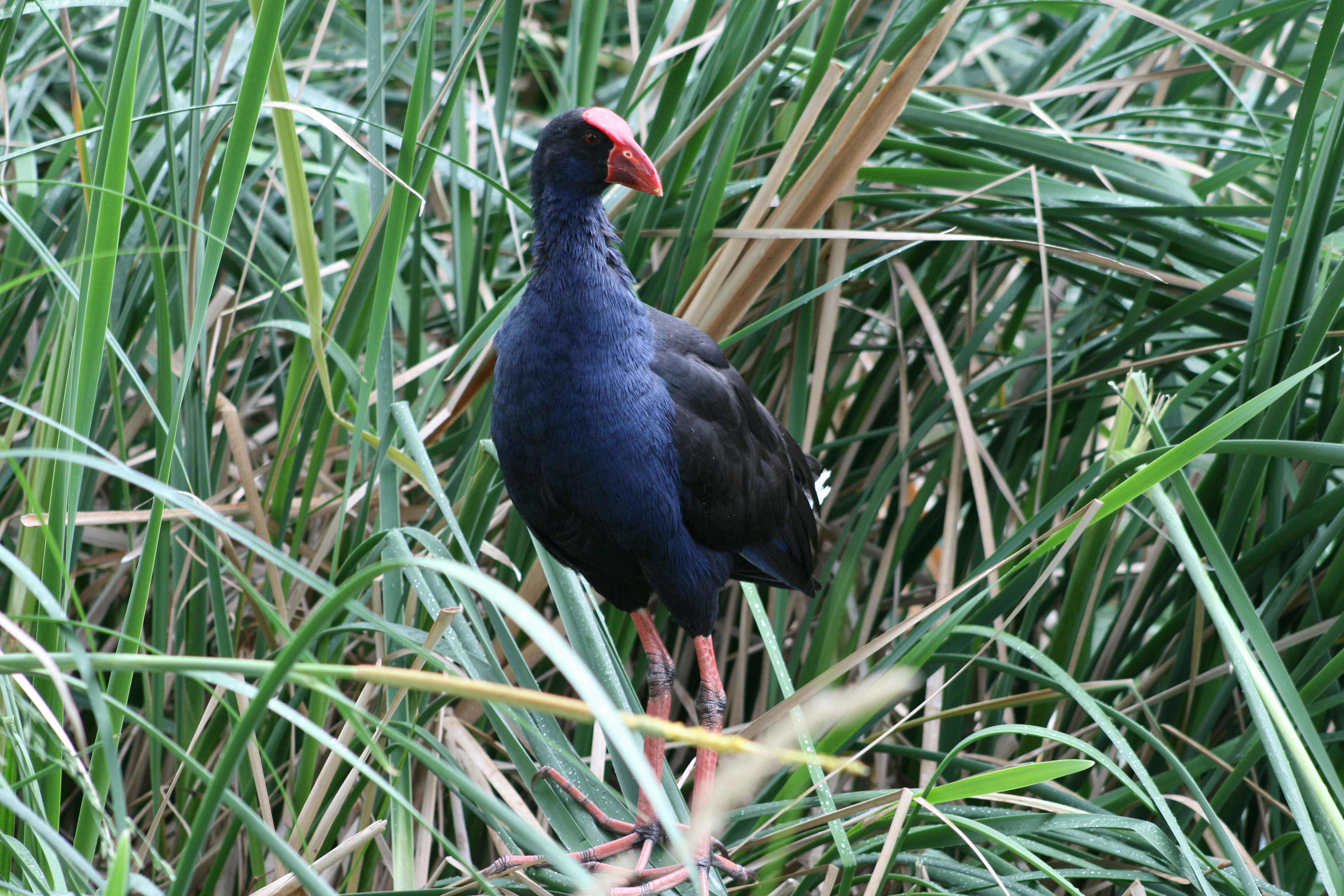 Image of Australasian Swamphen