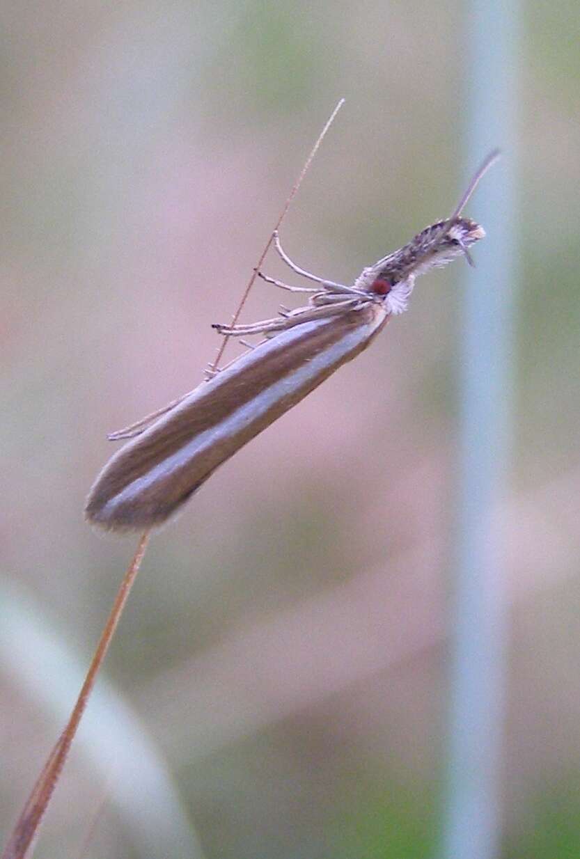 Image of Pleurota aristella Linnaeus 1768