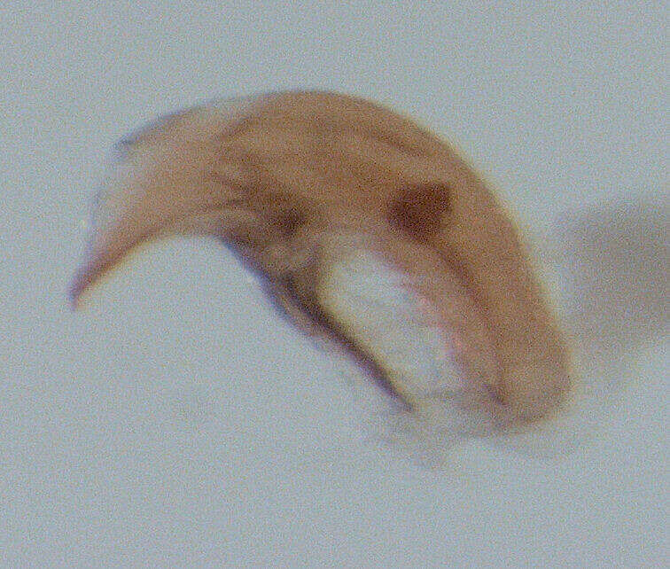 Image of Orthoperus