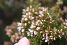 Image of Lemon Boronia