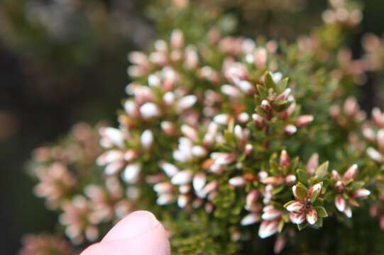 Image of Boronia citriodora Gunn ex Hook. fil.