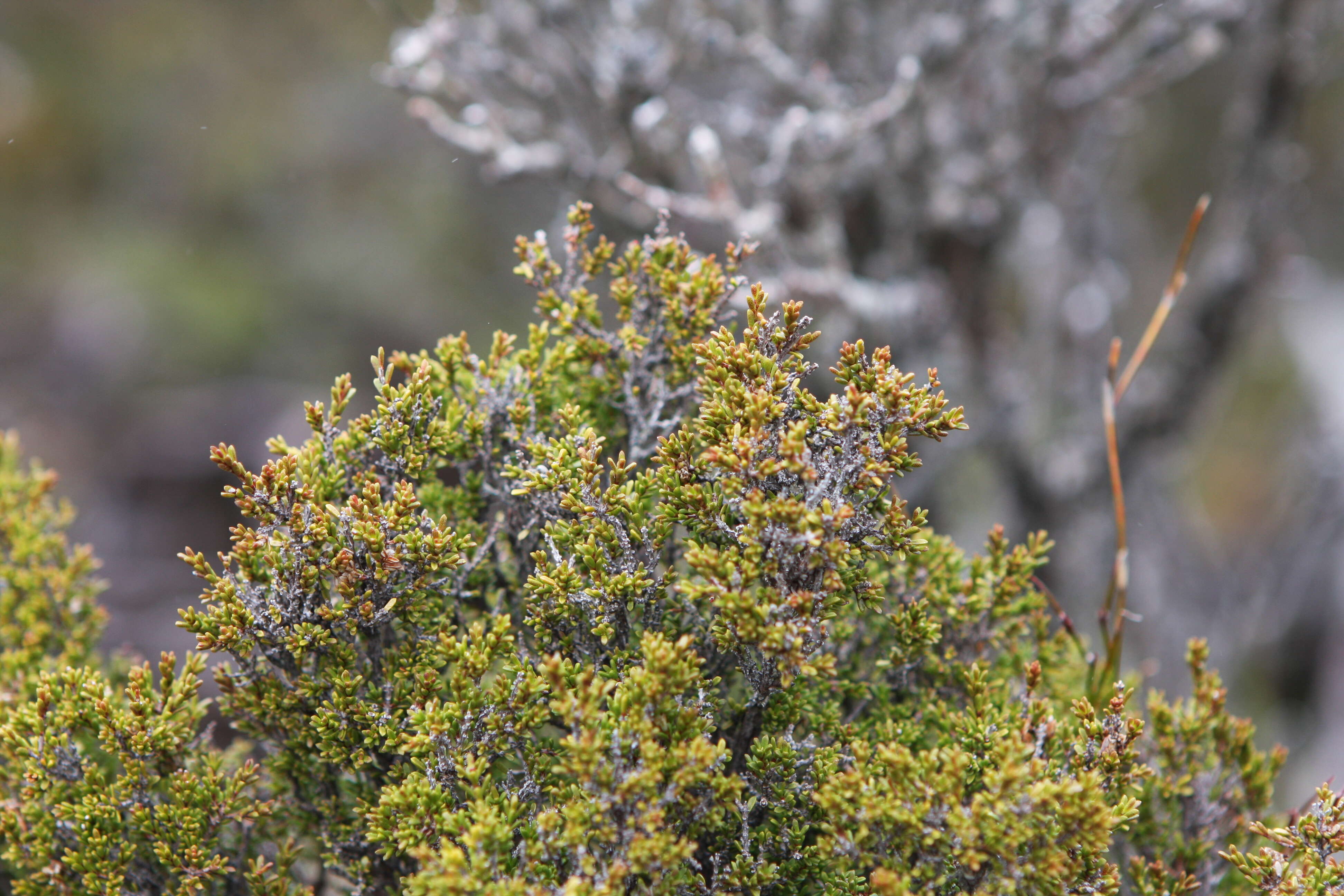 Image of Lemon Boronia