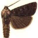 Image of Agrotis baliopa Meyrick 1899