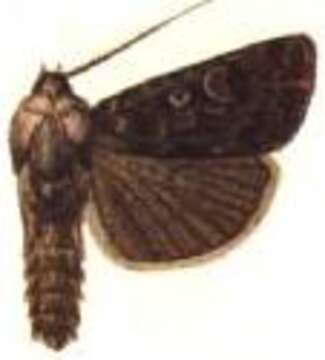 Image of Agrotis baliopa Meyrick 1899
