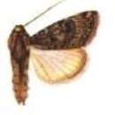 Image of Agrotis brachypecten Hampson 1899