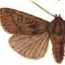 Image of Euxoa (Longivesica) edictalis Smith 1893