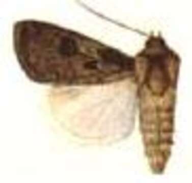 Image of Agrotis interjectionis Guenée 1852