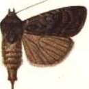 Image of Agrotis mesotoxa Meyrick 1899