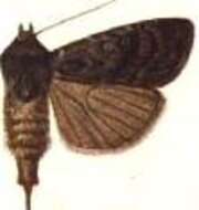 صورة Agrotis mesotoxa Meyrick 1899