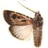 Image of Agrotis radians Guenée 1852