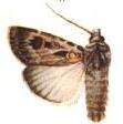 Image of Agrotis radians Guenée 1852