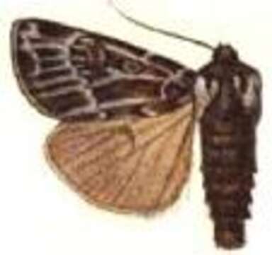 صورة Agrotis characteristica Alphéraky 1892