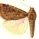 Image of Micragrotis rufescens Hampson 1903