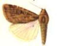 Image of Micragrotis rufescens Hampson 1903