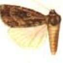 صورة Micragrotis strigibasis Hampson 1902