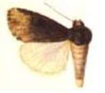 Image of Micragrotis exusta Hampson 1903
