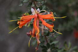 Image of Lambertia inermis R. Br.