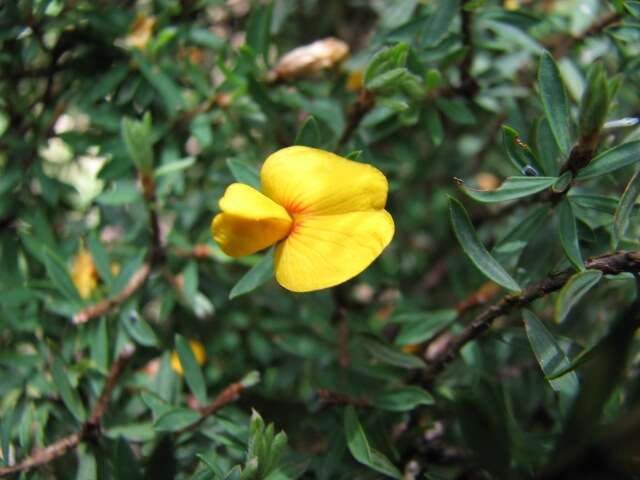 صورة Pultenaea muelleri Benth.