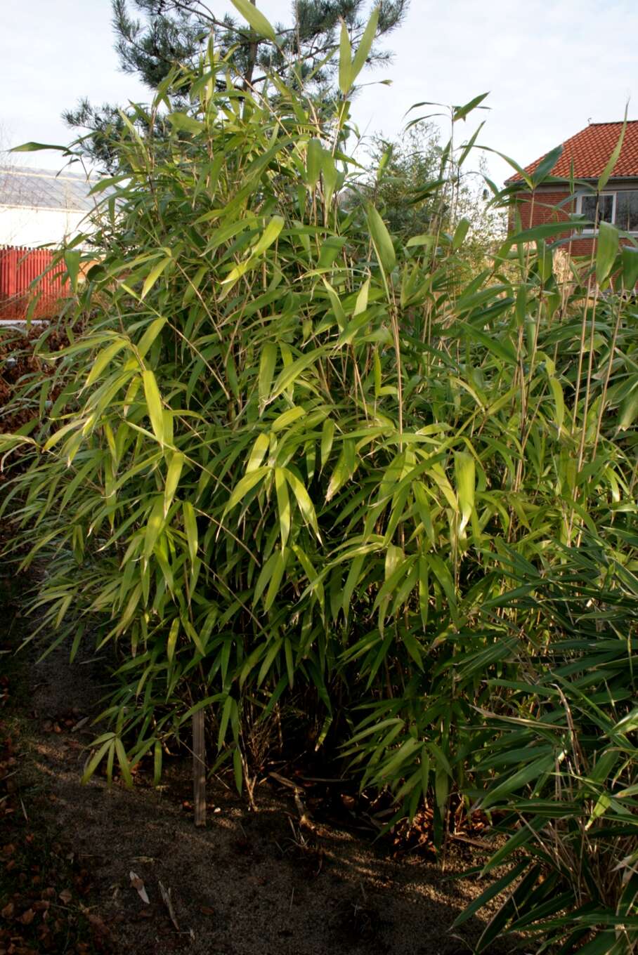 Image of arrow bamboo