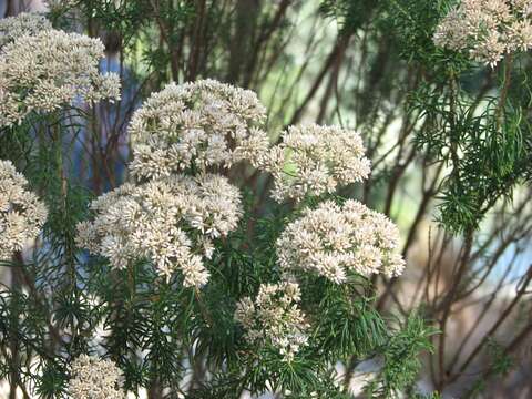 صورة Cassinia aculeata (Labill.) R. Br.