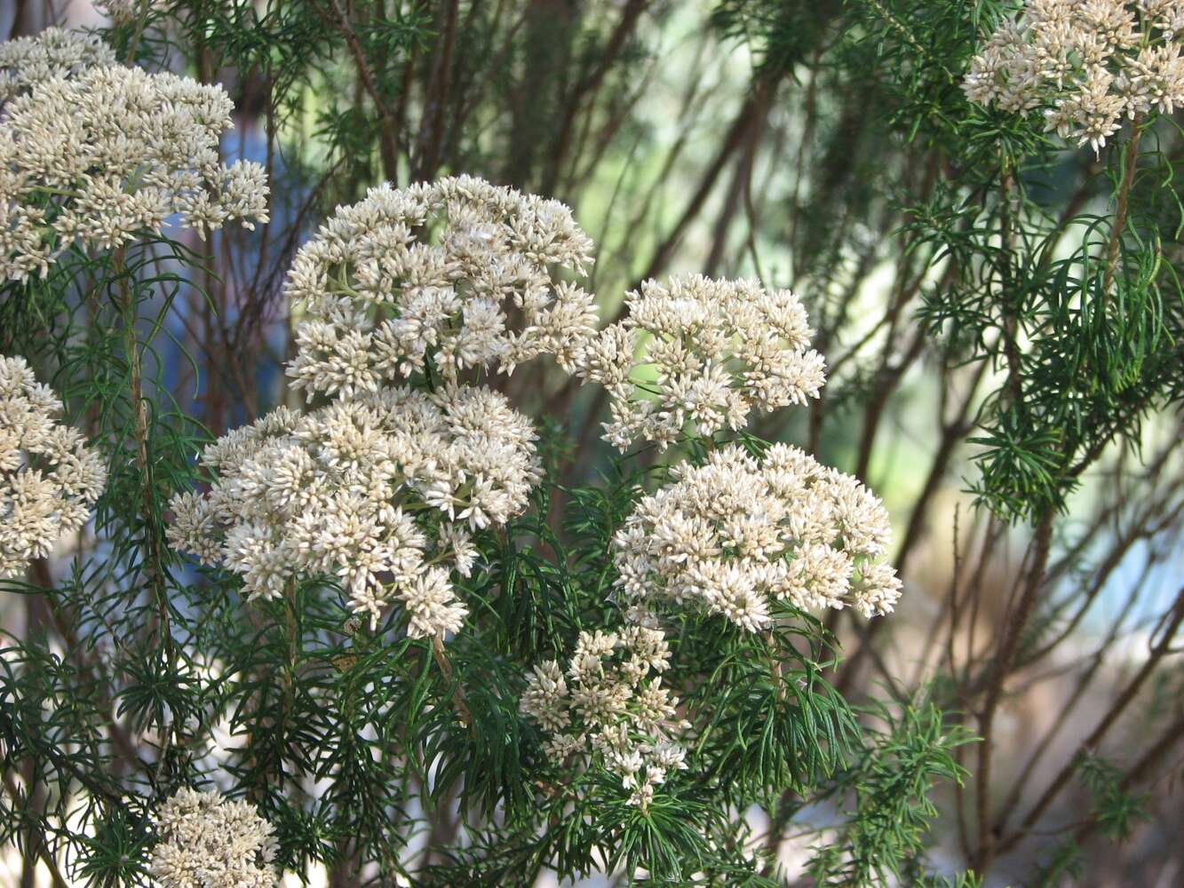 Plancia ëd Cassinia aculeata (Labill.) R. Br.